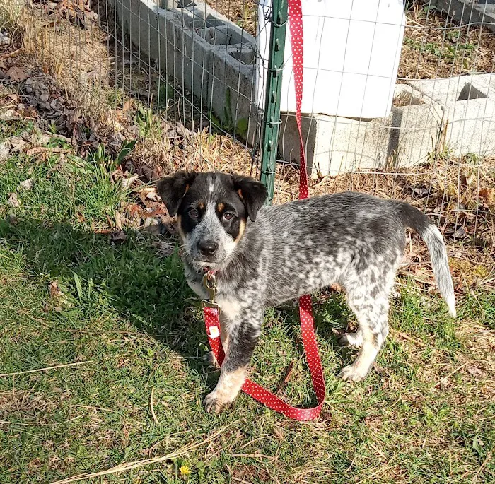 Williamsburg Veterinary Clinic Picture 4