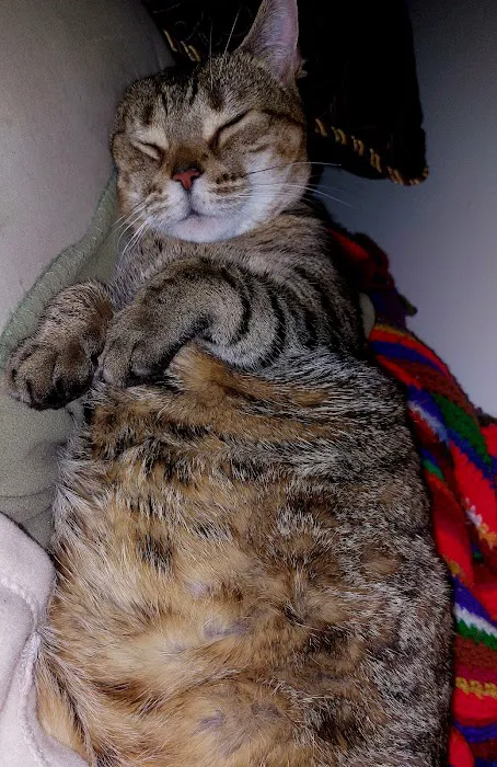 Happy Paws Spay/Neuter Clinic Picture 6