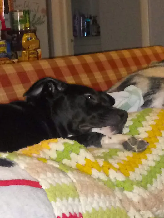 Happy Paws Spay/Neuter Clinic Picture 4