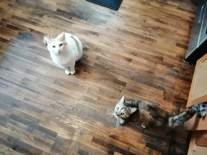 Happy Paws Spay/Neuter Clinic Picture 3