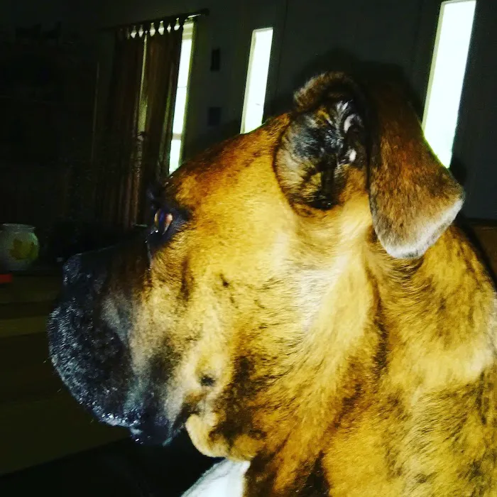 Danville Animal Clinic Picture 6