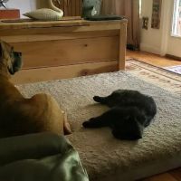 Danville Animal Clinic ico