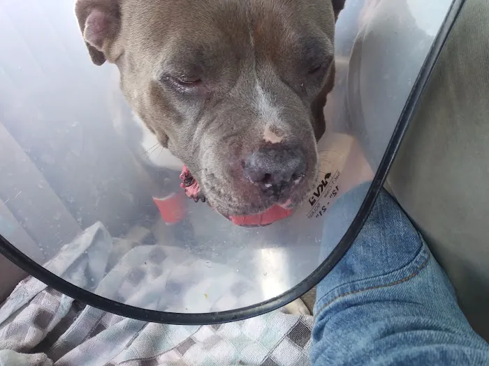 Heartland Veterinary Hospital Picture 4