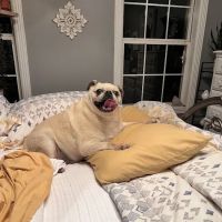 Lake Cumberland Animal Hospital ico