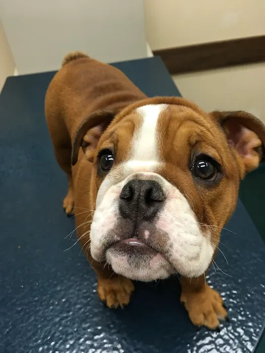 Lake Cumberland Animal Hospital Picture 9