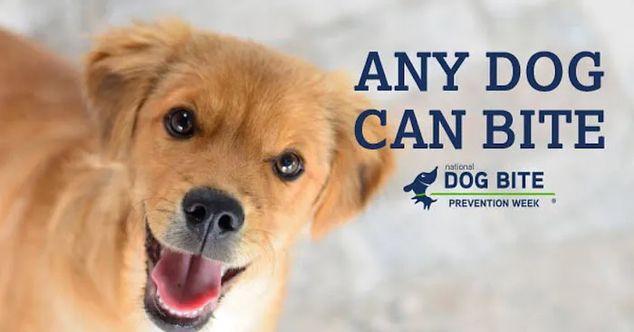 Lake Cumberland Animal Hospital Picture 5