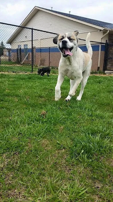 Lake Cumberland Animal Hospital Picture 6