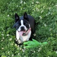 Nash, Cleveland, & Godfrey Veterinary Clinic ico
