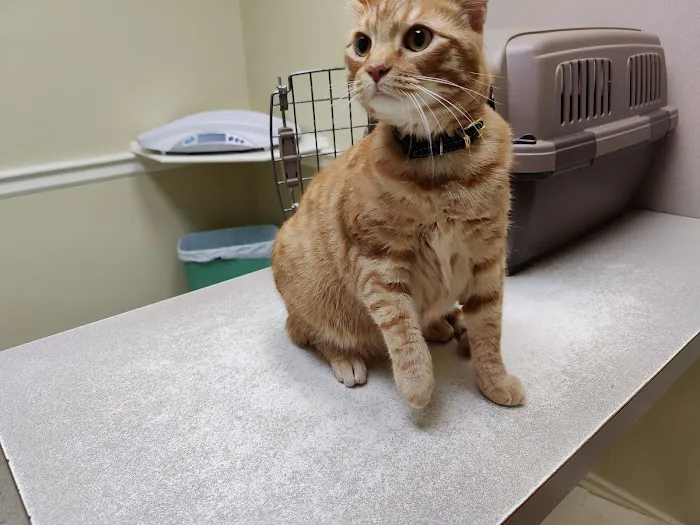 Nash, Cleveland, & Godfrey Veterinary Clinic Picture 4