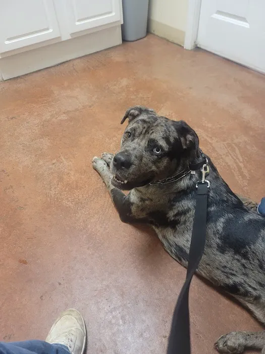 Town & Country Animal Clinic Picture 5