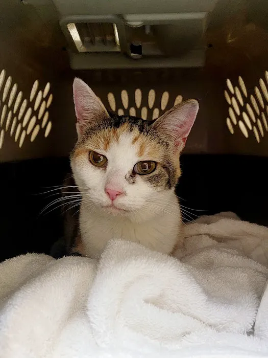 Town & Country Animal Clinic Picture 9