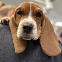 Animal Care Center of Somerset ico
