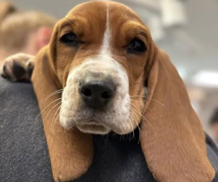 Animal Care Center of Somerset