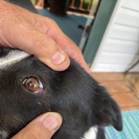 Animal Clinic of Liberty ico