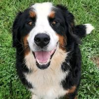 Casey County Veterinary Services PLLC ico