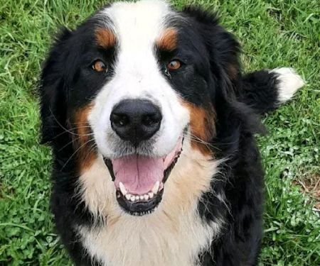 Casey County Veterinary Services PLLC