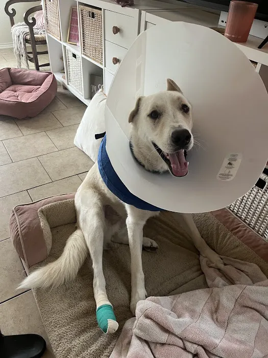 Animal Medical Center of New Braunfels Picture 2