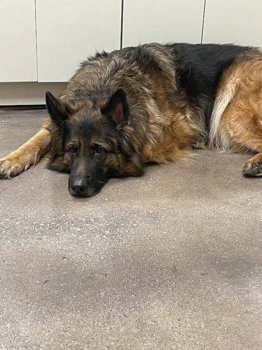Animal Medical Center of New Braunfels Picture 8