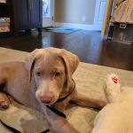 Animal Medical Center of New Braunfels