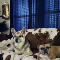 Parkview Veterinary Center ico