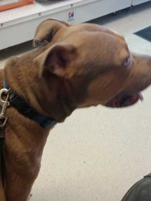 Parkview Veterinary Center Picture 8