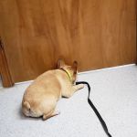 Conover Veterinary Hospital