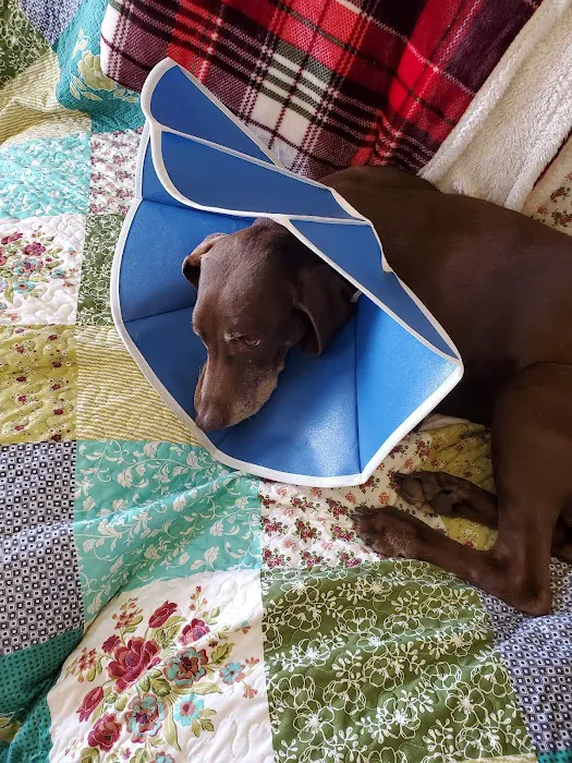 Conover Veterinary Hospital Picture 3