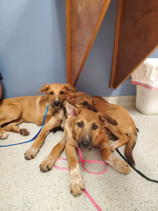 Conover Veterinary Hospital Picture 5