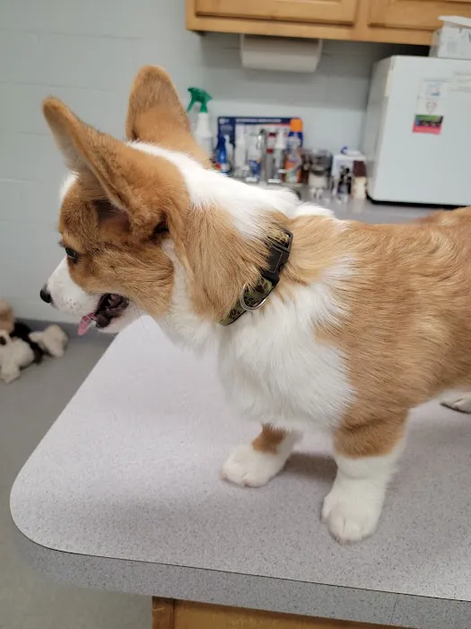 Conover Veterinary Hospital Picture 6