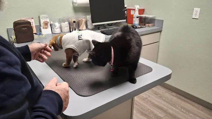 Startz Veterinary, PLLC Picture 2