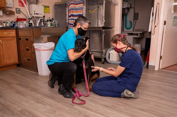 Startz Veterinary, PLLC Picture 9
