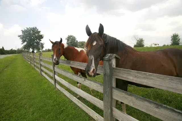 Regional Veterinary Services Picture 3