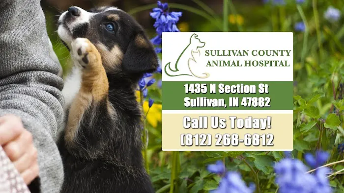 Sullivan County Animal Hospital Picture 3