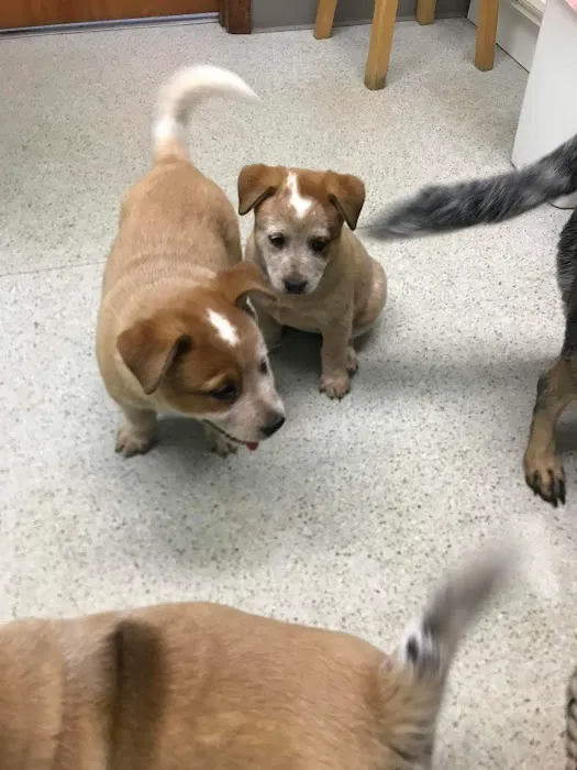 Sullivan County Animal Hospital Picture 5