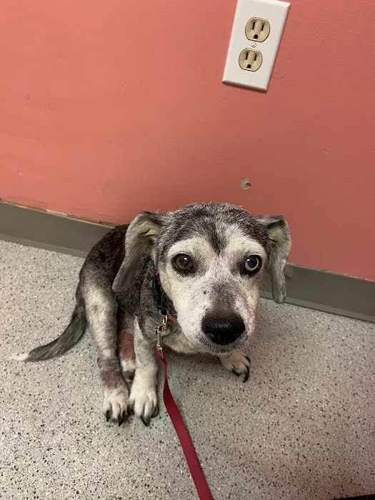 Sullivan County Animal Hospital Picture 7
