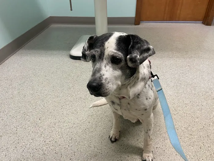 Sullivan County Animal Hospital Picture 10