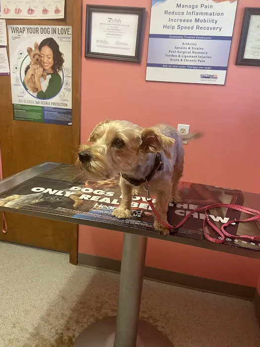 Sullivan County Animal Hospital: Poehlein Monica DVM Picture 1