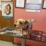 Sullivan County Animal Hospital: Poehlein Monica DVM