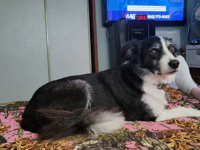 JP PetCare (Just Paws Veterinary Services) Picture 4