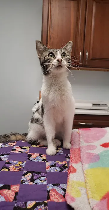 JP PetCare (Just Paws Veterinary Services) Picture 10