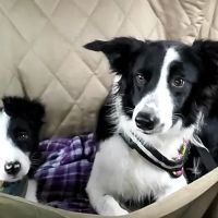 JP PetCare (Just Paws Veterinary Services) ico