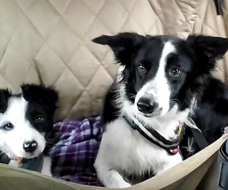 JP PetCare (Just Paws Veterinary Services)