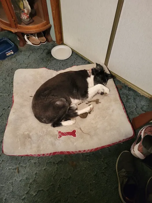 JP PetCare (Just Paws Veterinary Services) Picture 2