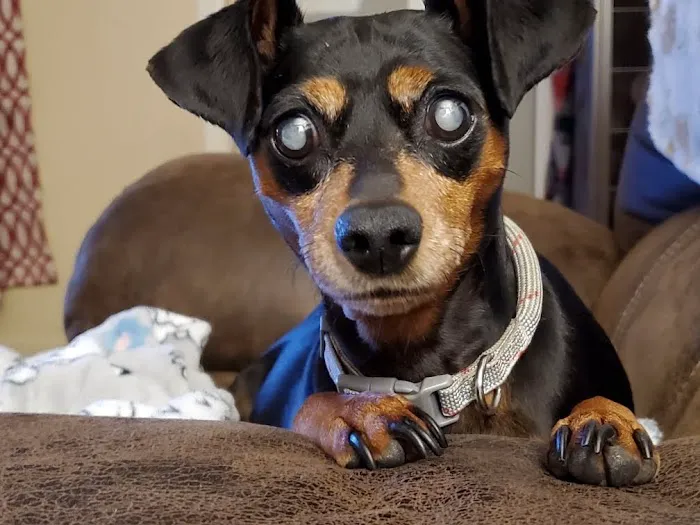 JP PetCare (Just Paws Veterinary Services) Picture 3