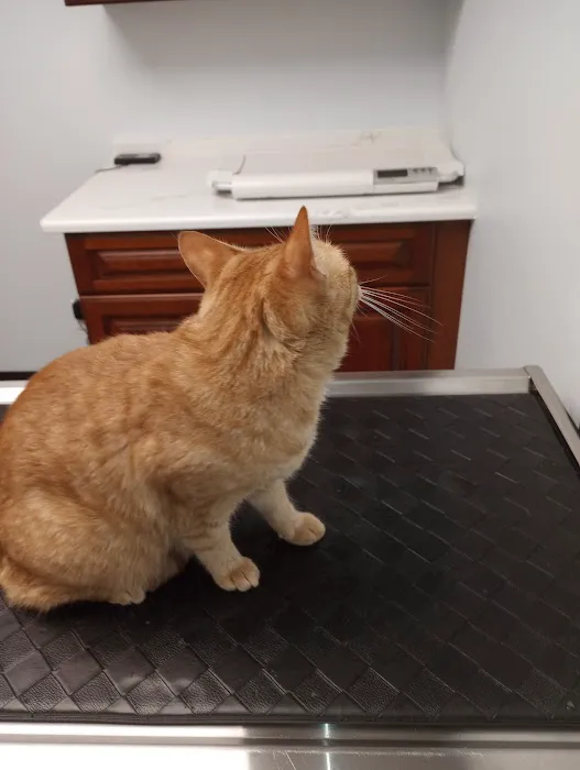 JP PetCare (Just Paws Veterinary Services) Picture 5