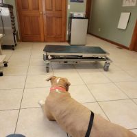 Eastside Veterinary Clinic ico