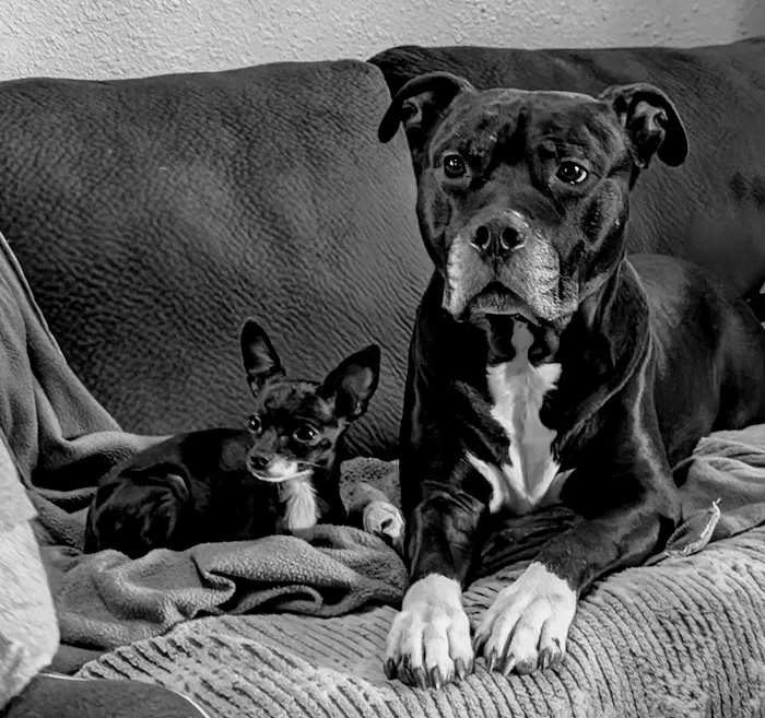 Washington Veterinary Hospital Picture 2