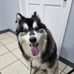Washington Veterinary Hospital