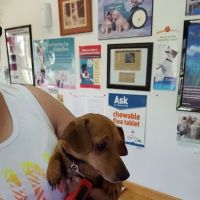 Cumback Veterinary Services ico
