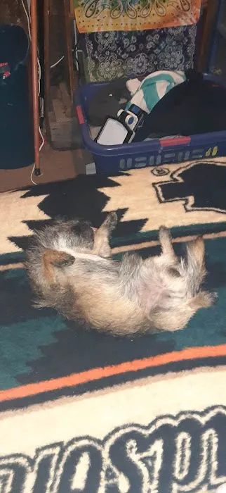 Brownstown Animal Hospital: Burdorf Kristin DVM Picture 4